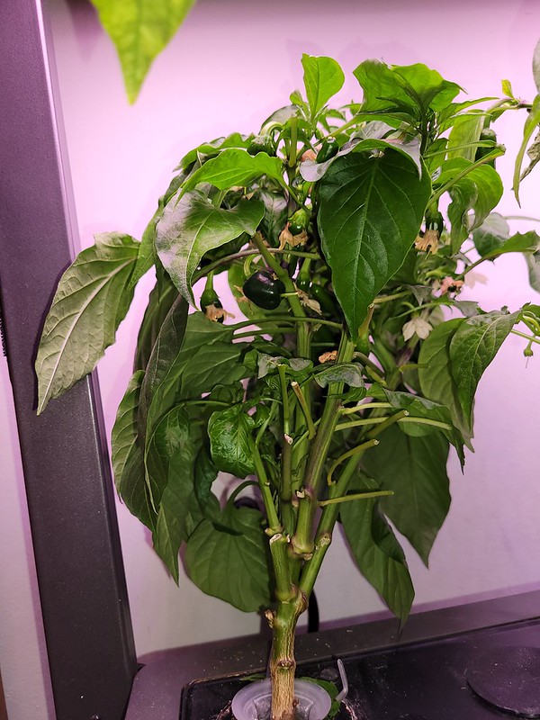 Update #4: Nutes & Mooch given today. [div