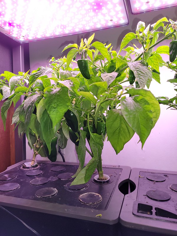 Update #4: Nutes & Mooch given today. [div