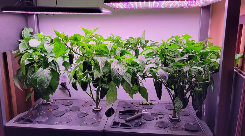 Renee’s Garden Pepper Trial with NuMex, Padron, Corno di Toro, and Hungarian Magyar