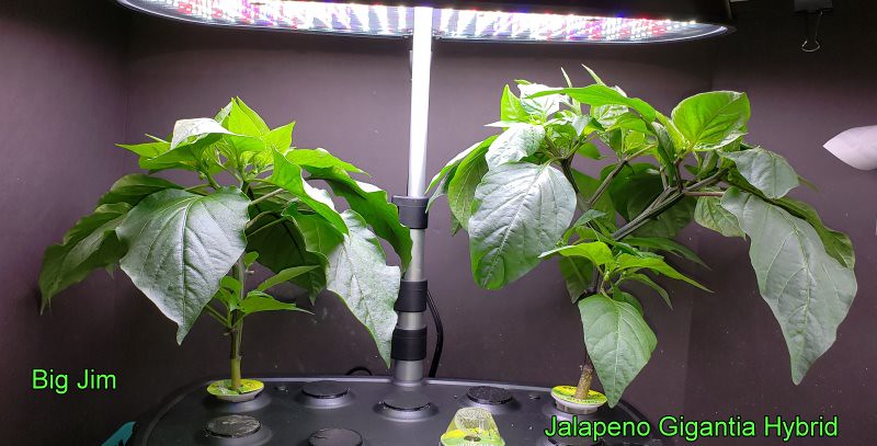 Update #8: I never topped Big Jim and do not know if I should at this point or not. So I guess I will just leave it. I turn…