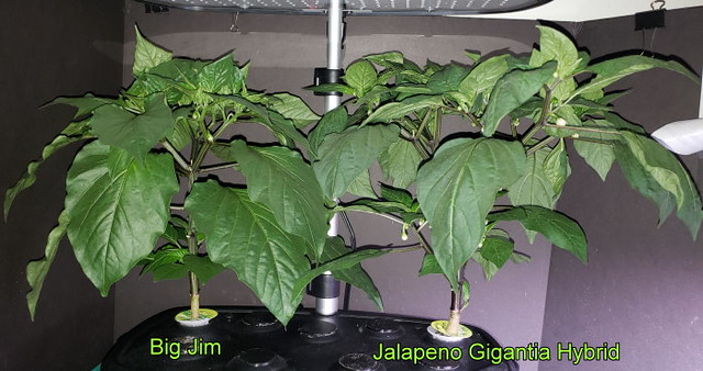 Update #9: Big Jim has flowers. Although you cannot see them as I did not turn the plant AND I took the picture before the …