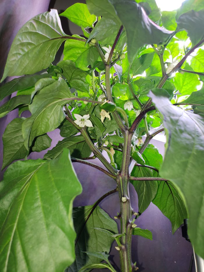 Update #12: Big Jim is on the Left in the first picture and an underside shot follows. I also think I need to remove the 4 l…