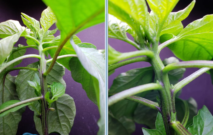 Update #7: Big Jim had his two lowest and largest leaves removed. I do not know if this one should be topped or not either.…