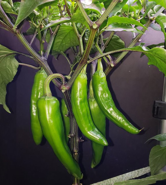 Big Jim pepper in AeroGarden: compact plant with long, heavy fruit