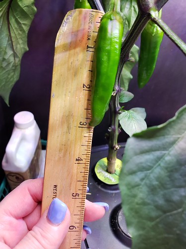 Update #15: In three days the grew even longer