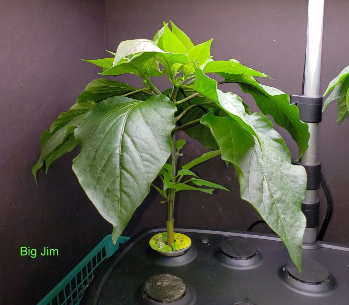 Update #8: I never topped Big Jim and do not know if I should at this point or not. So I guess I will just leave it. I turn…