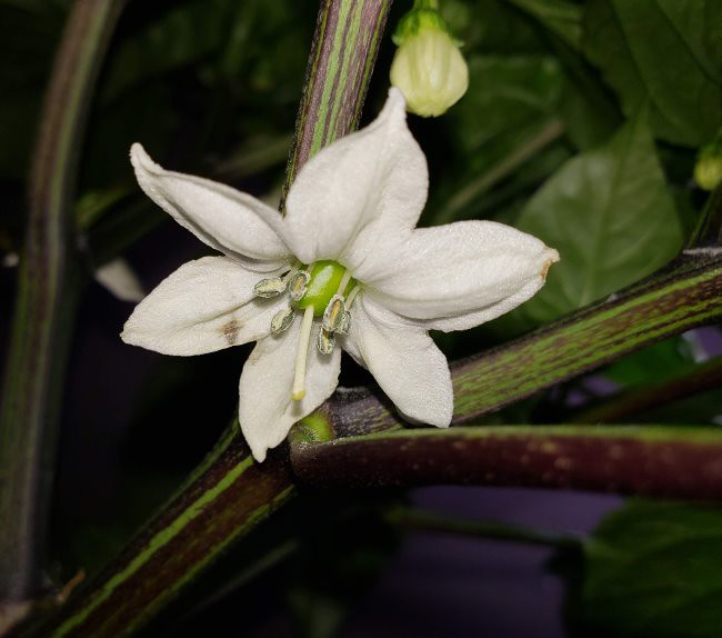Update #11: I cut a few really large leaves off. You can see the flowers. Also a picture of the first pepper in the flower.