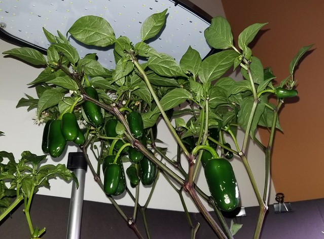 Jalapeño Early and Bulgarian Carrot Hot Pepper Project