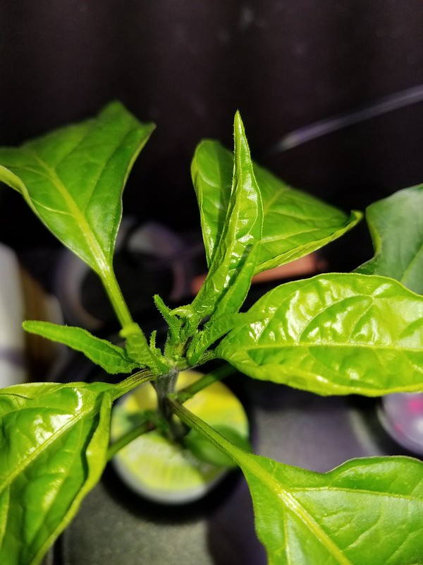 Update #13: Her is a close up if the cluster above the red arrow. There is a small stem growing from the center of it. And a…
