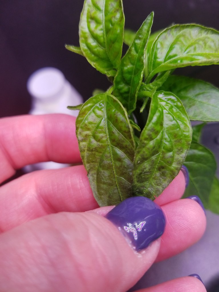 Update #17: Ok I have a dilemma and do not know what it is or what it can be.My Hot Pepper Mystery pepper was looking green …