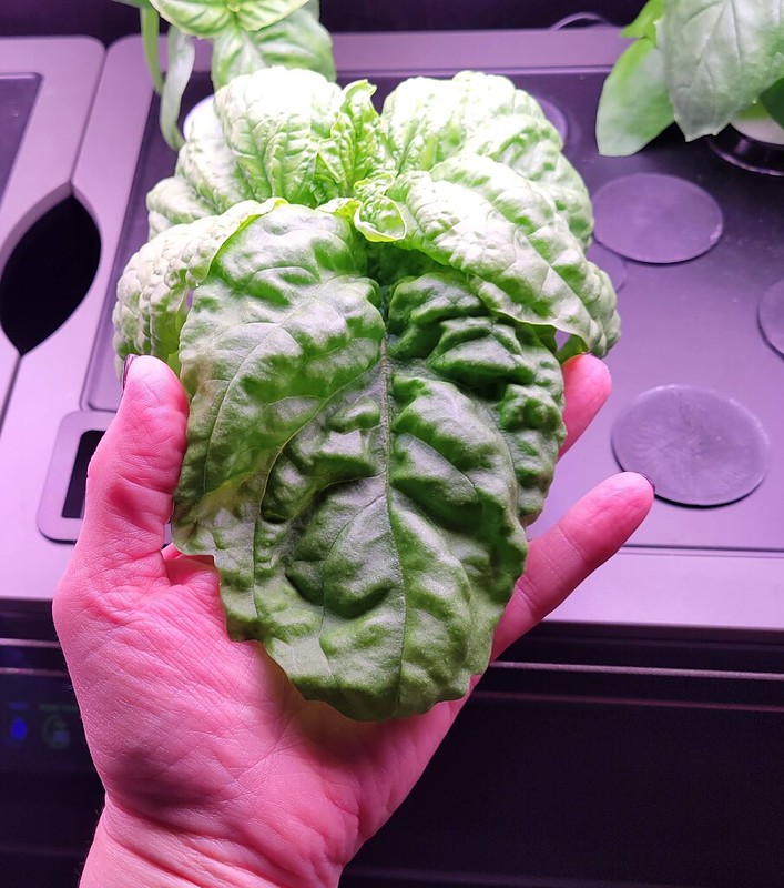 Update #4: This is just one of the Napoletano leaves. not even the largest