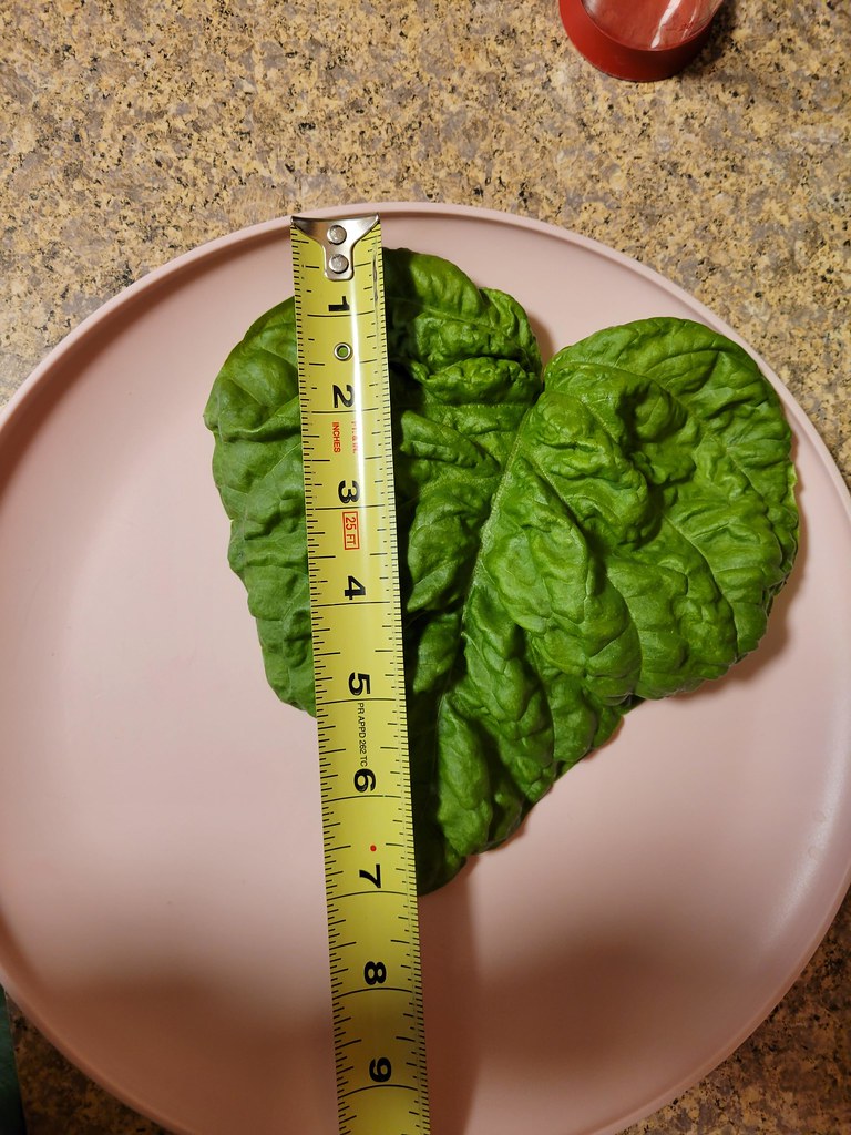 Update #5: Grrr, I forgot to take a before. But I trimmed my plants back. I measured one of the Napoletano leaves.