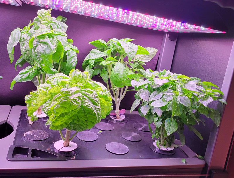 Update #6: While not much of a difference that can be seen in pictures, I did trim a LOT off all plants. Will be using some…