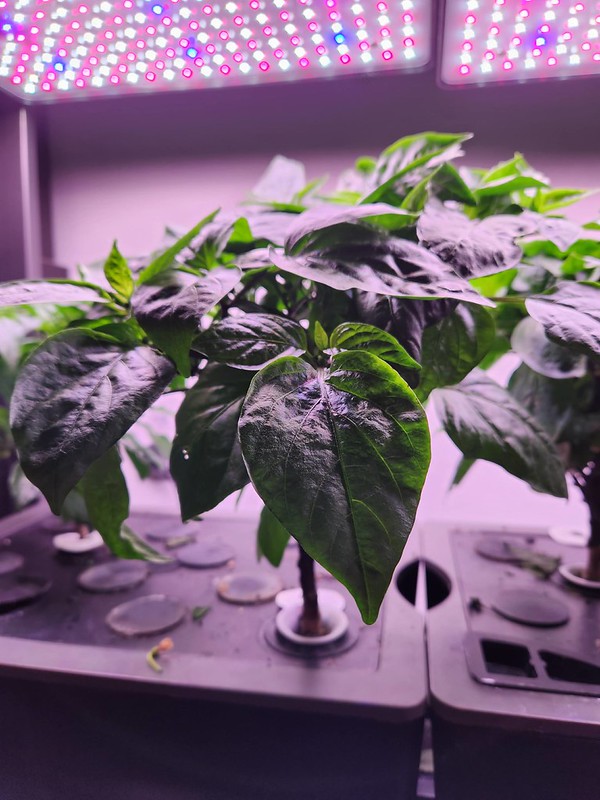 Update #6: Lots of buds on both even if the left one does not look the healthiest