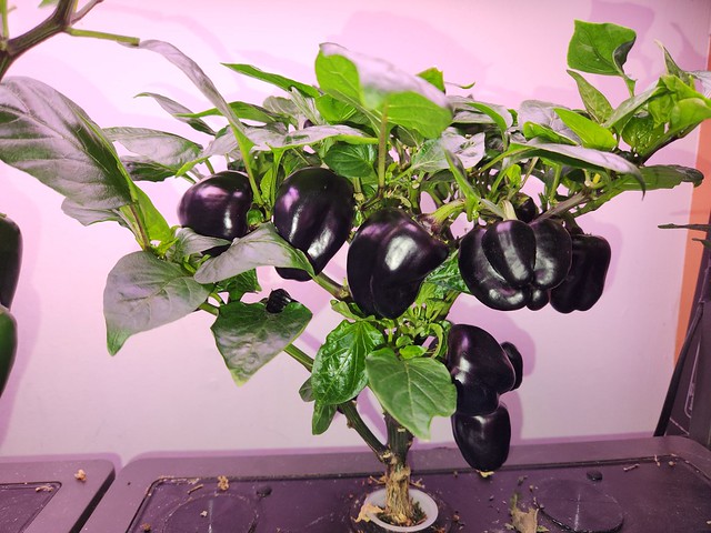 Update #10: So here are both again and the dark purple ones got even larger in size while they do not look it.. The runt: