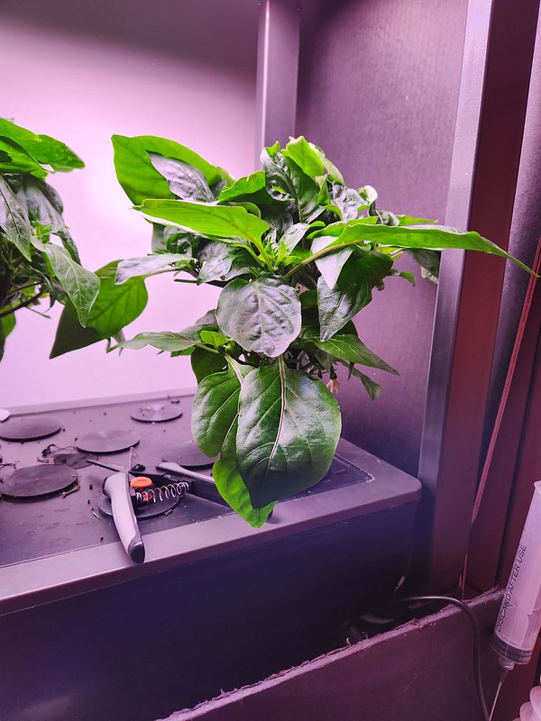 Update #6: Lots of buds and flowers