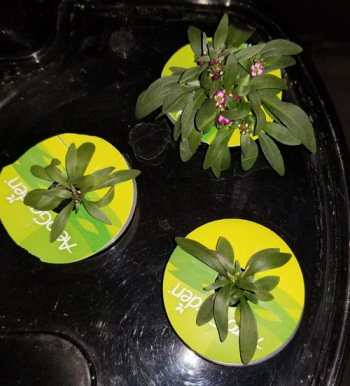 Update #5: Garden progress