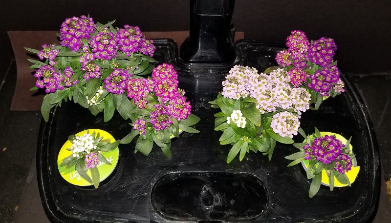 Update #7: Garden progress