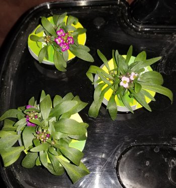 Update #5: Garden progress