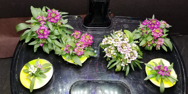 Update #6: These are filling out. They also do have the scent of honey but combined with something else.
