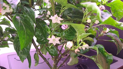 Update #7: In order of the pictures... First is a far shot of two of the three. The third is on the other side looking just…