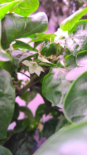Update #9: Here is a close up of each plant (3)