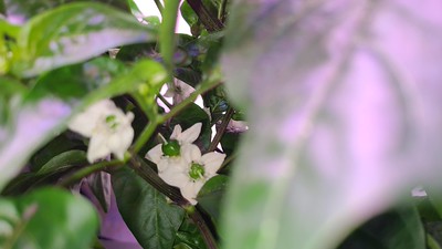 Update #7: In order of the pictures... First is a far shot of two of the three. The third is on the other side looking just…