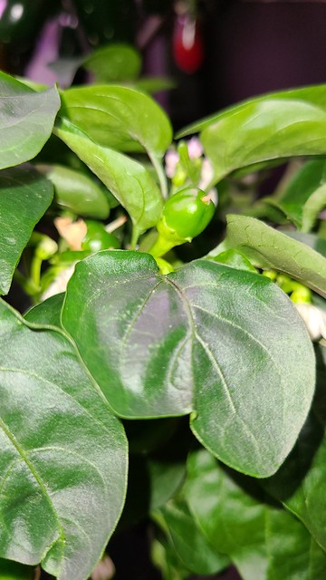 Update #9: Here is a close up of each plant (3)