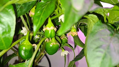 Update #7: In order of the pictures... First is a far shot of two of the three. The third is on the other side looking just…
