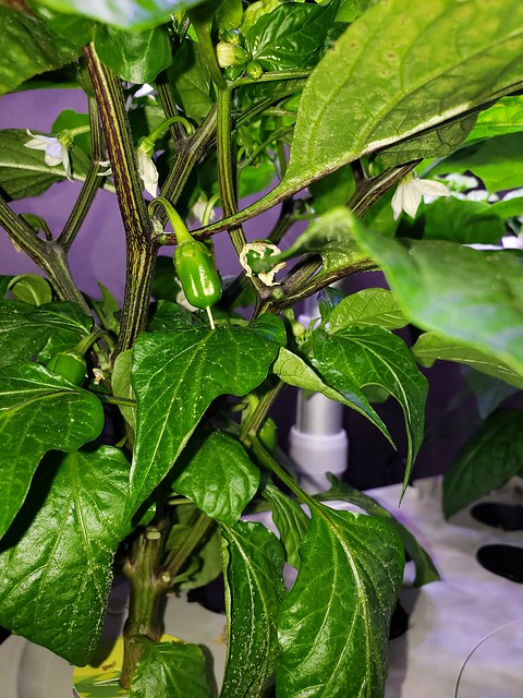 Update #11: Garden progress
