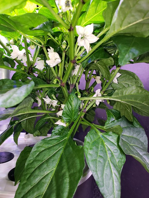 Update #11: Garden progress