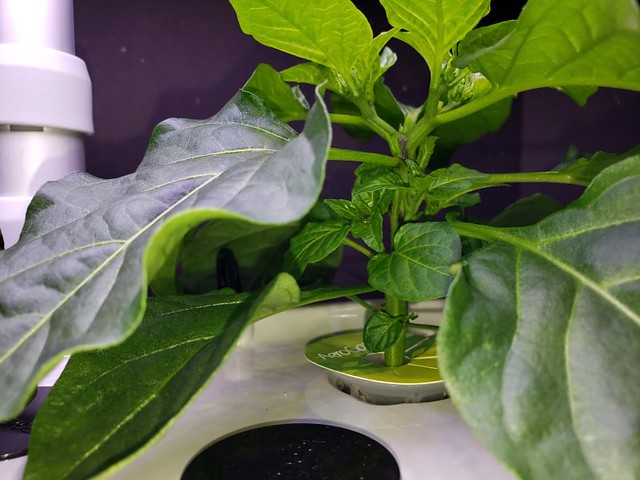 Update #7: Here they are today. I snipped off 4 more tiny buds.