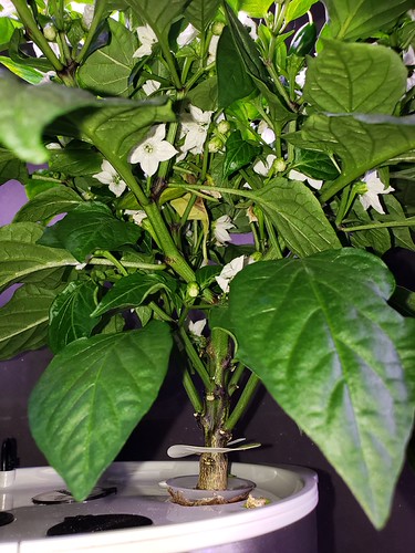 Update #12: Garden progress