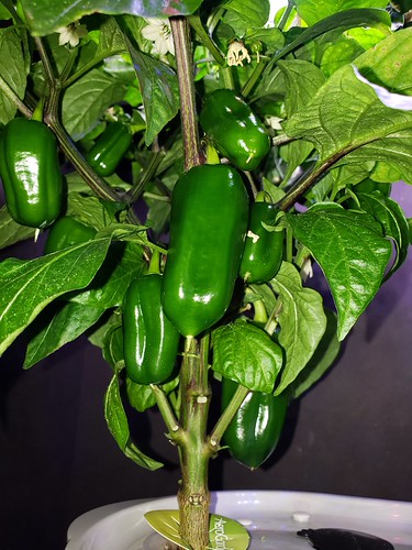 Update #12: Garden progress
