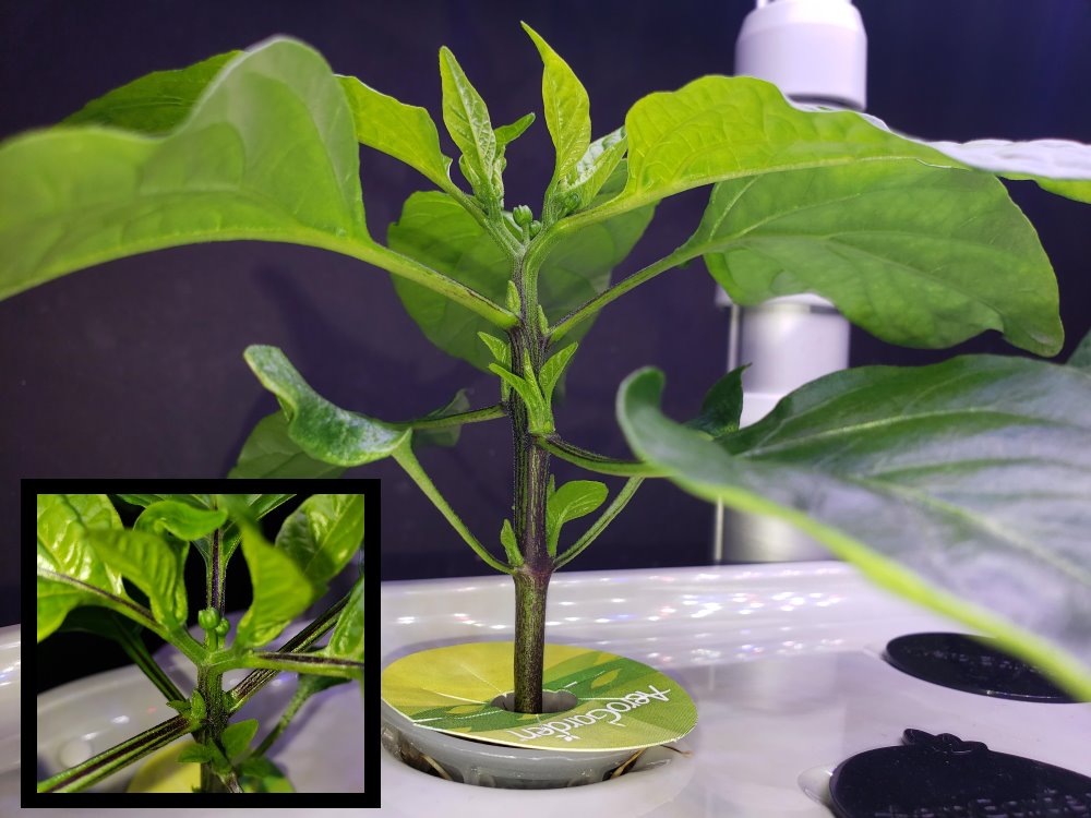 Update #6: mike , I have another question for you .. Both plants have buds, should I cut those off? Here are the shots: Tha…