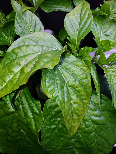 Update #9: Hmm, the Just Sweets have some yellowing and spotting on the leave. Think I need to add more Nutes? Help please,…