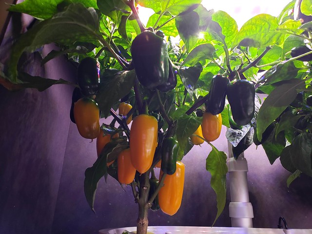 Tangerine Dream and Just Sweet Peppers in an AeroGarden Bounty