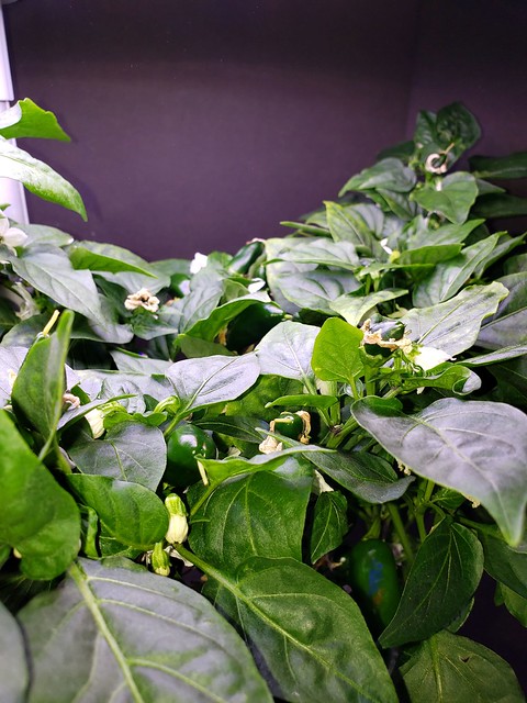 Update #13: Peppers on the right grow upward