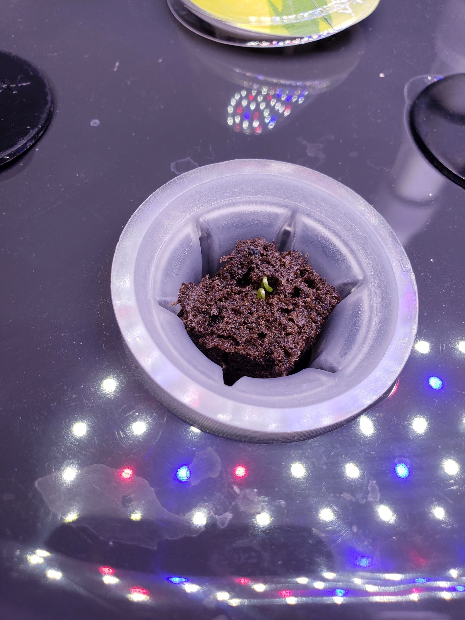 Update #2: My Park Cilantro and the Chives germinated as of yesterday am when I last looked and took these pictures.ChivesC…