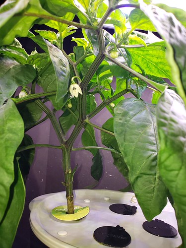Update #9: Garden progress