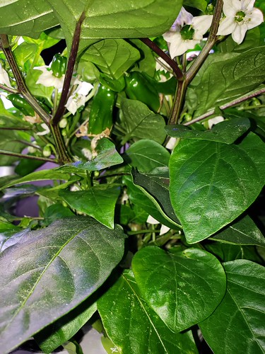 Update #9: Garden progress
