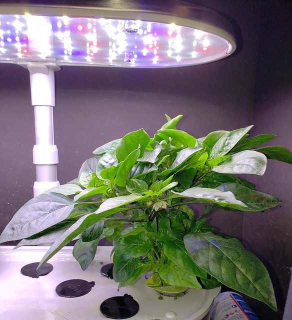 Update #7: I THINK I messed up my AG Jalapenos by pruning them incorrectly. I was not paying attention and just snipped. mi…