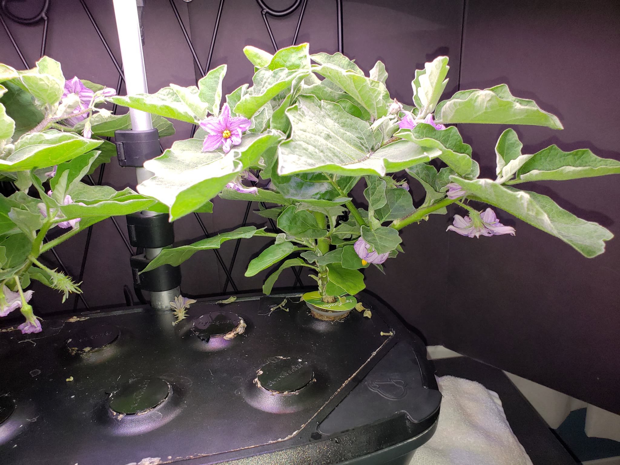 Update #17: As expected the one egg I did see dried up. However as you can see there are a ton of blooms as well as a ton of…