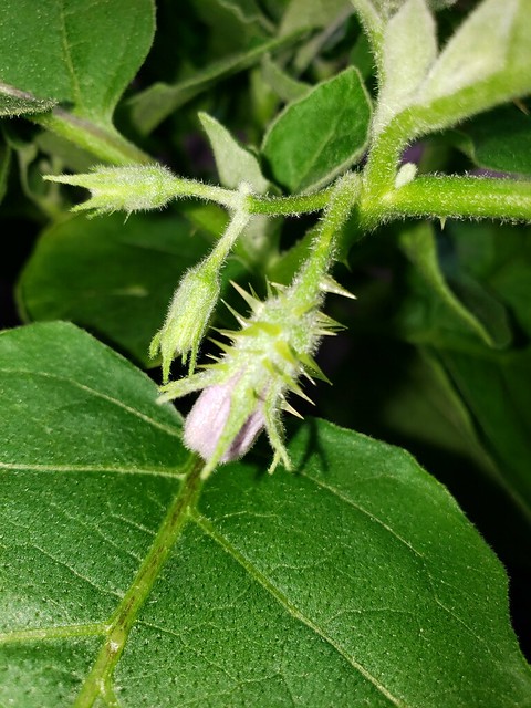 Update #15: I have soooooo many thorn sticks and scratches. There is a full shot photo, a closeup of some buds and blooms an…