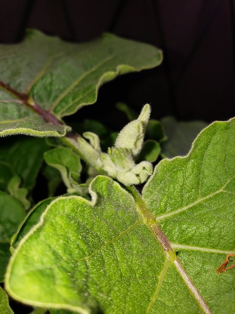 Update #10: They are growing .... I wonder if these are going to be buds OR if they are new leaves