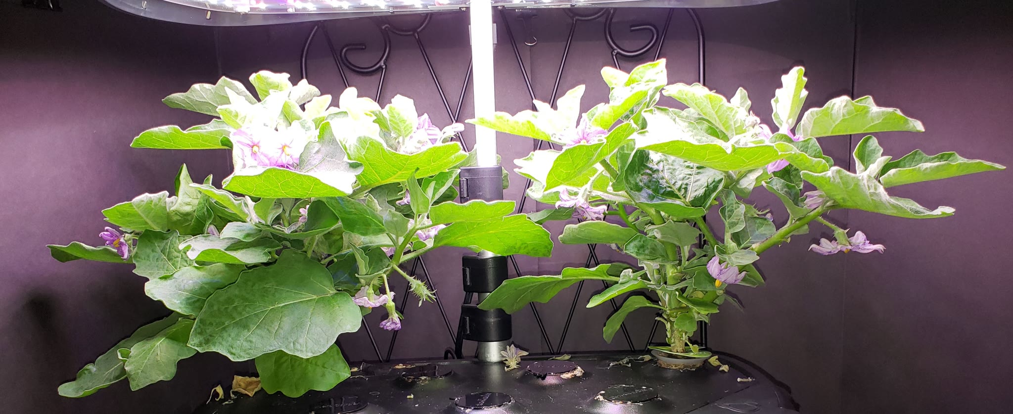 Update #17: As expected the one egg I did see dried up. However as you can see there are a ton of blooms as well as a ton of…