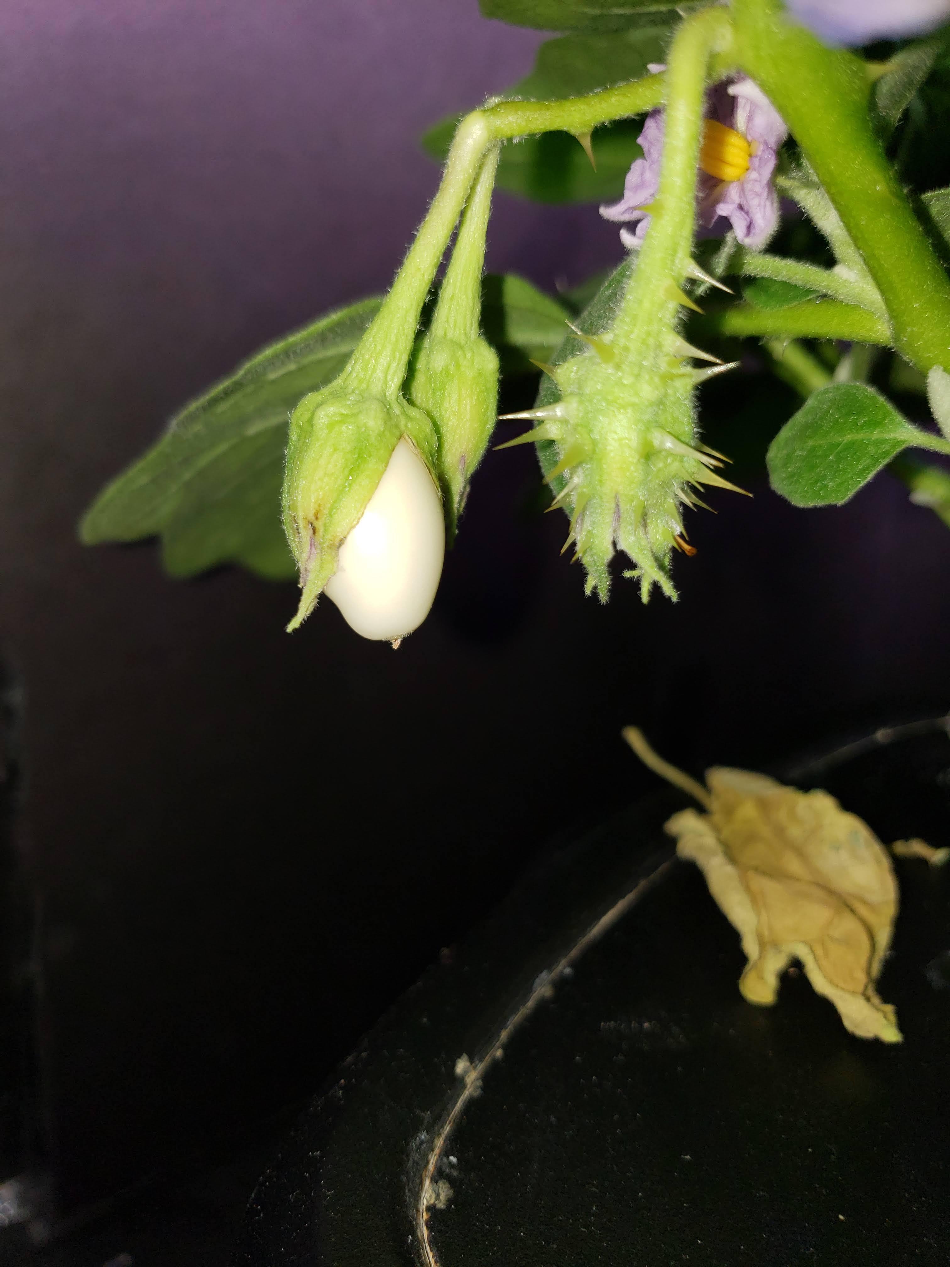 Easter Egg ornamental eggplant in AeroGarden with thorny growth and limited fruit set