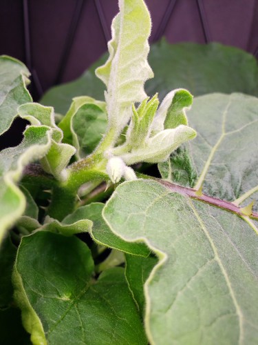 Update #11: Getting bigger and these leaves . Plus I have buds ...