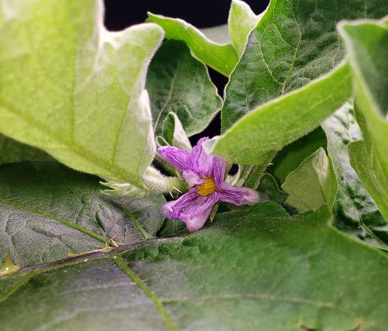 Update #14: Nutes added... The first flower opened and soon to be an Easter Egg