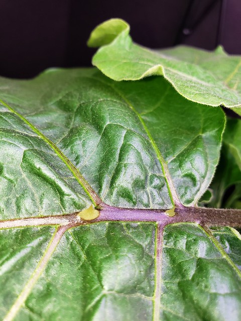 Update #7: I am pleased with the way these are growing. I can see a difference since removing large leaves. Of course there…